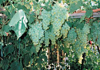 Саженцы виноградной лозы